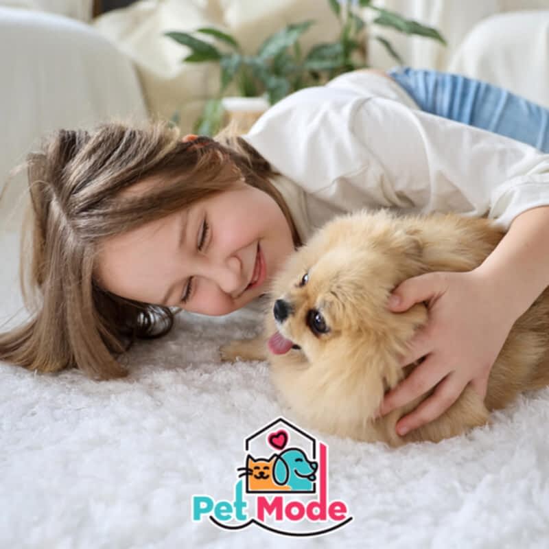 pomeranian-boo-ozellikleri