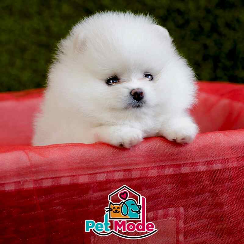 pomeranian boo