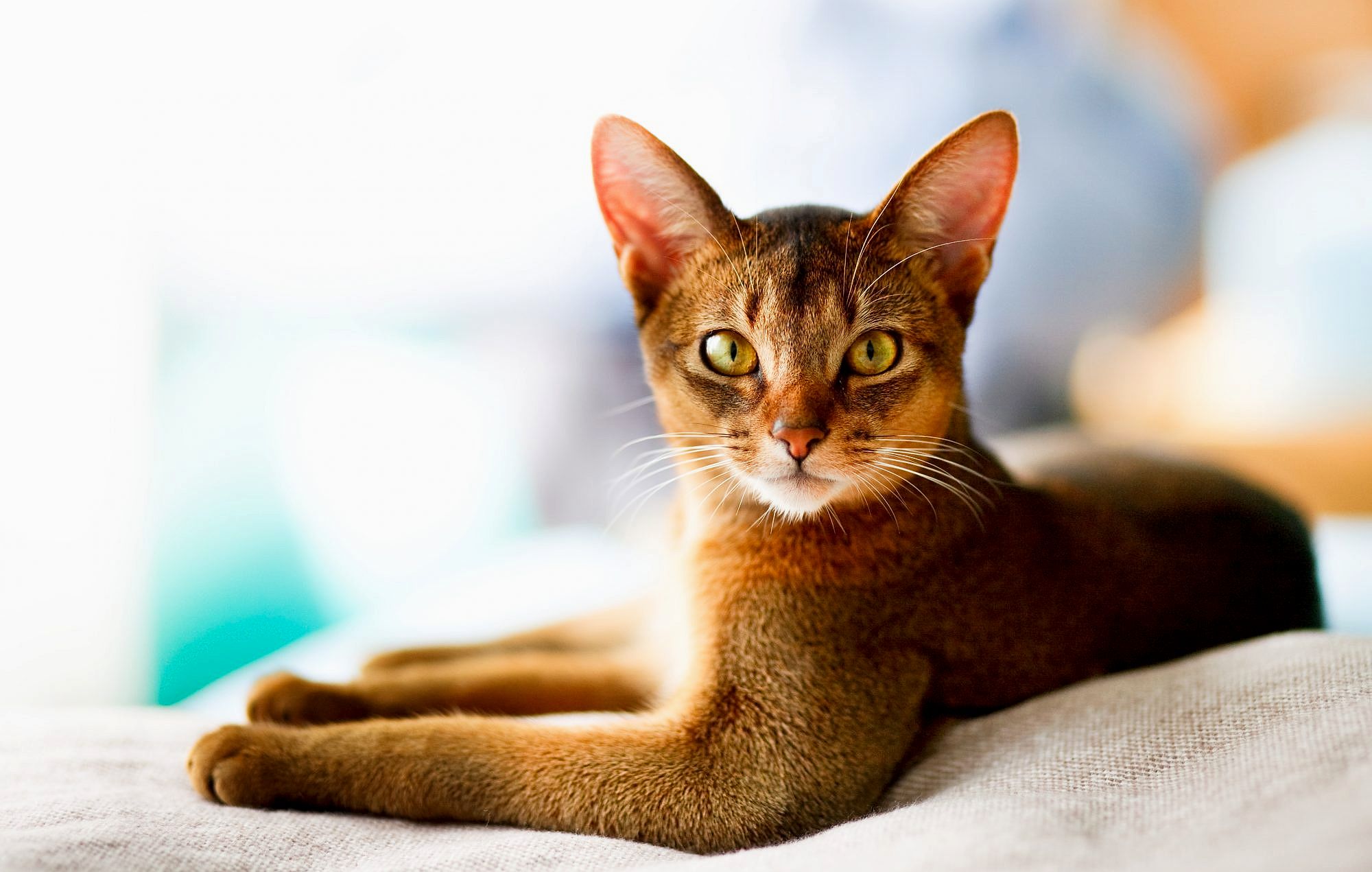Abyssinian kedisi hakkinda bilinmeyenler