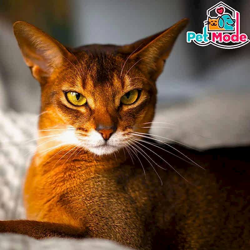 abyssinian