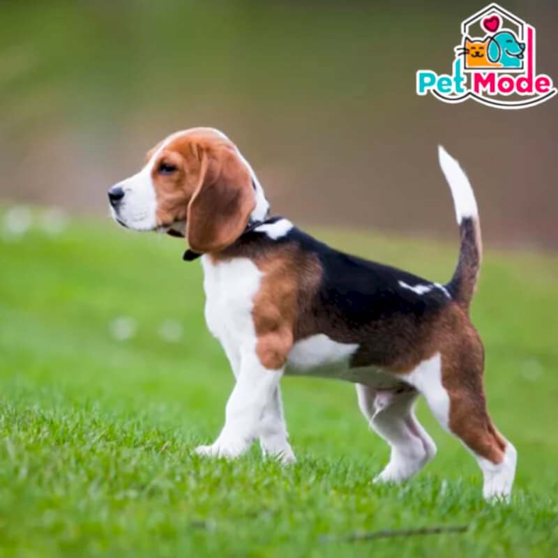 beagle