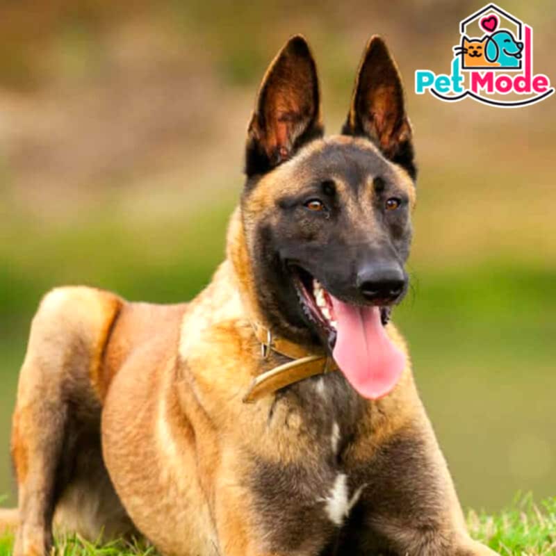 belgian-malinois