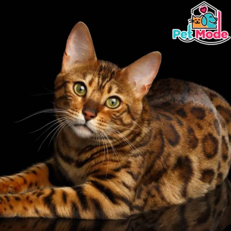 bengal