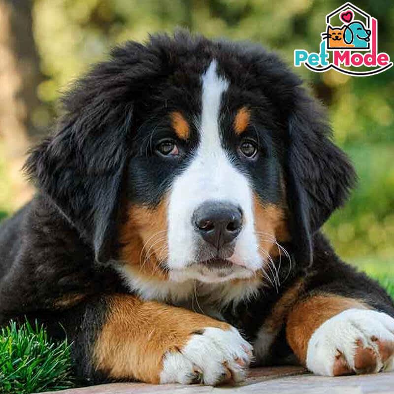 bernese