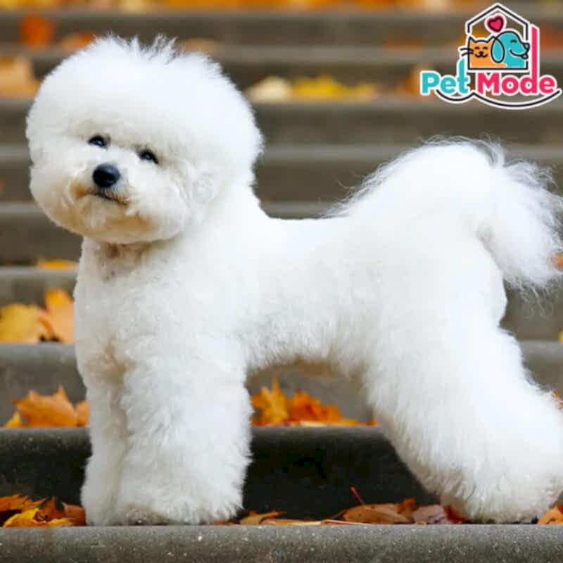 bichon-frise