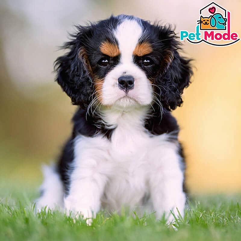 cavalier-king-charles