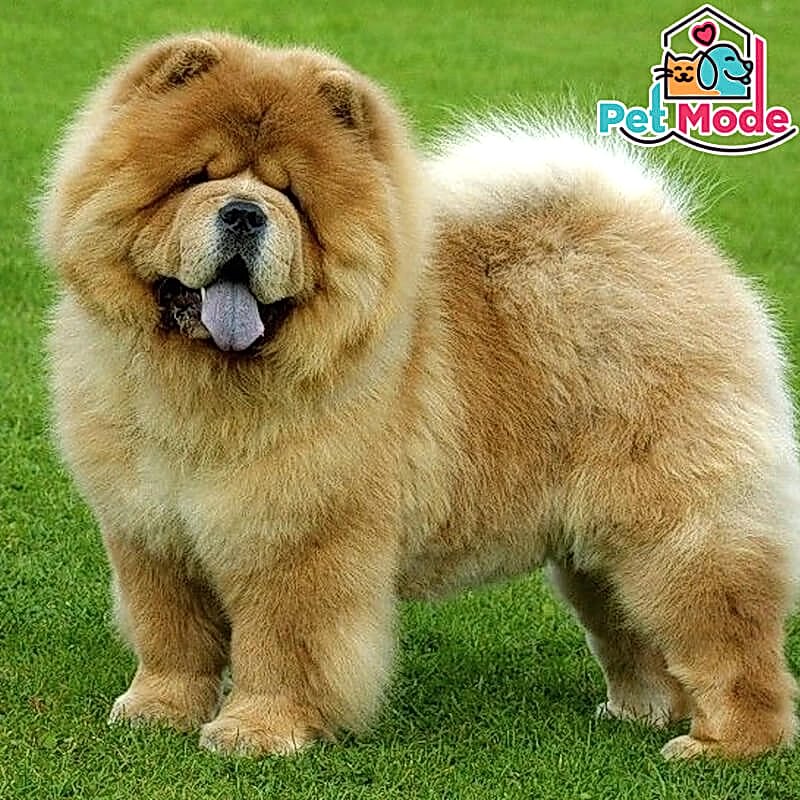 chow-chow