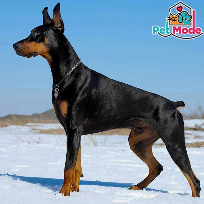 doberman