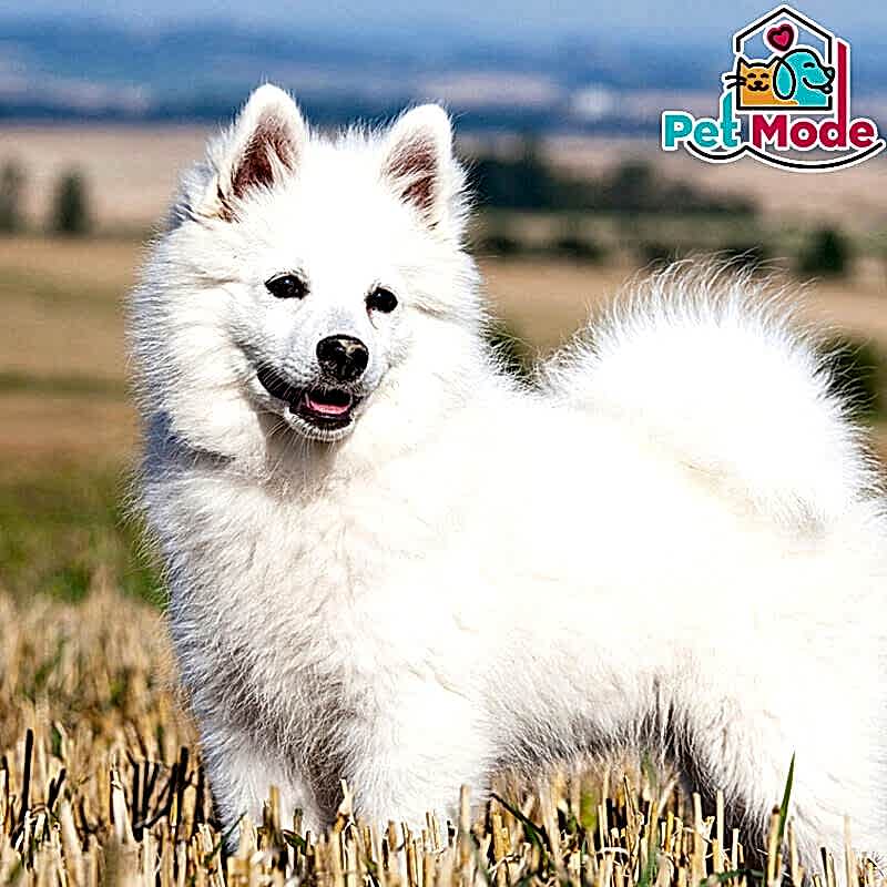 german-spitz