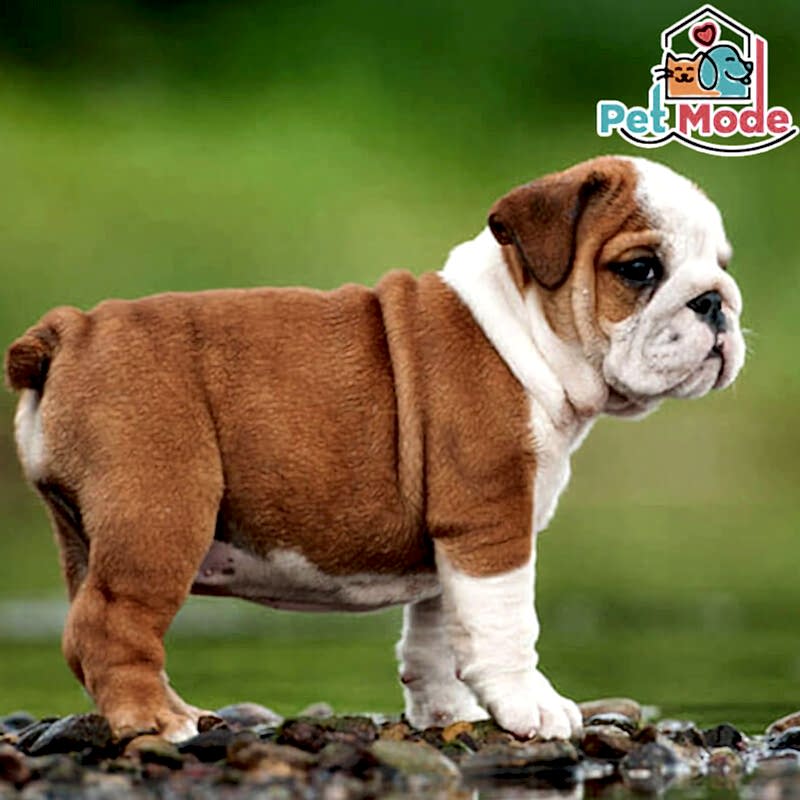 ingiliz-bulldog