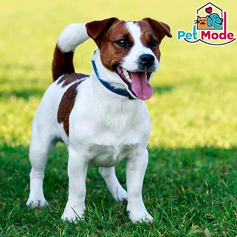 jack-russell-terrier