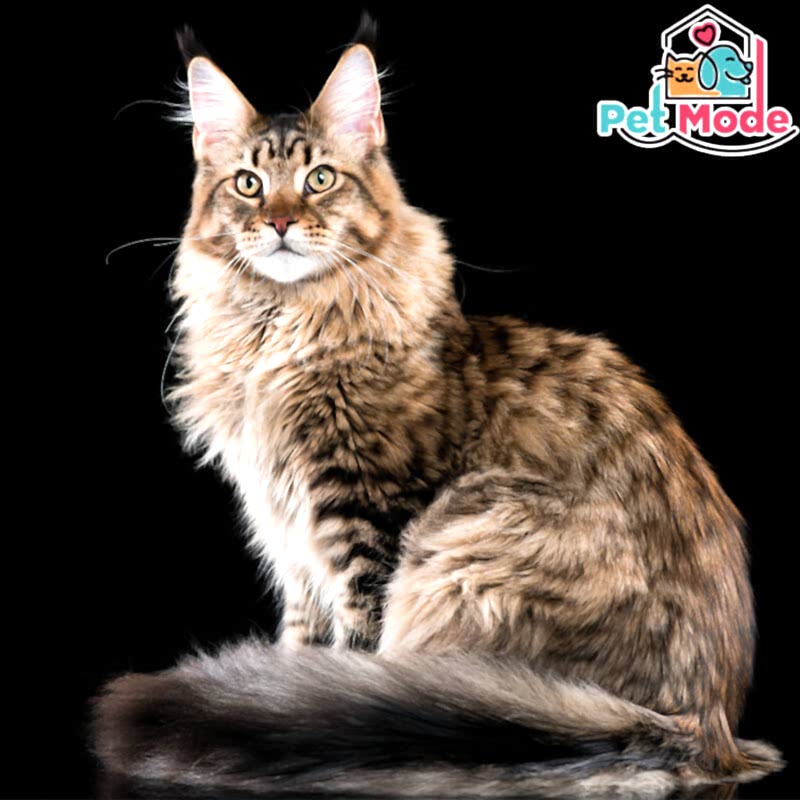 maine-coon