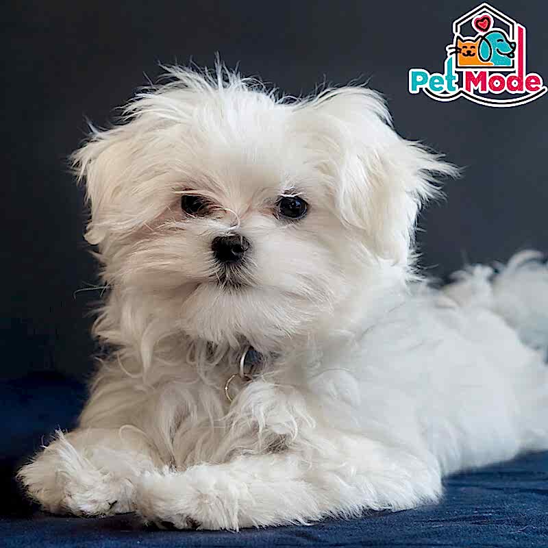 maltese terrier