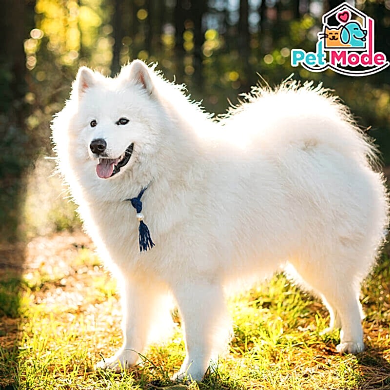 samoyed