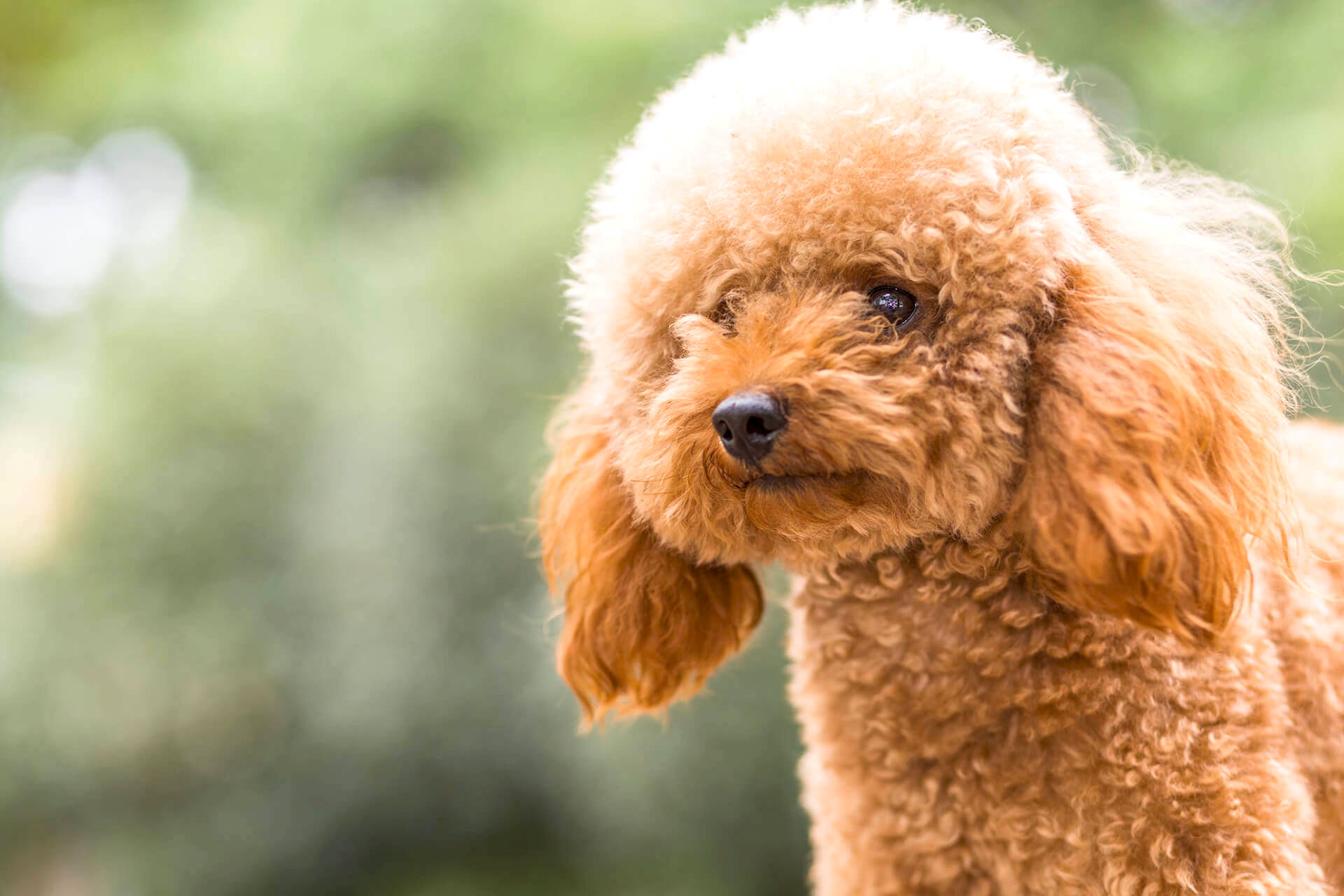 toy poodle sahiplenmeye deger bir kopek irki
