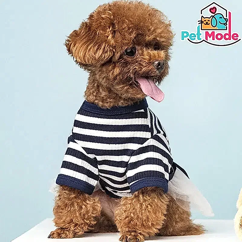 Toy Poodle 2 toy-poodle-kopek-ciftligi